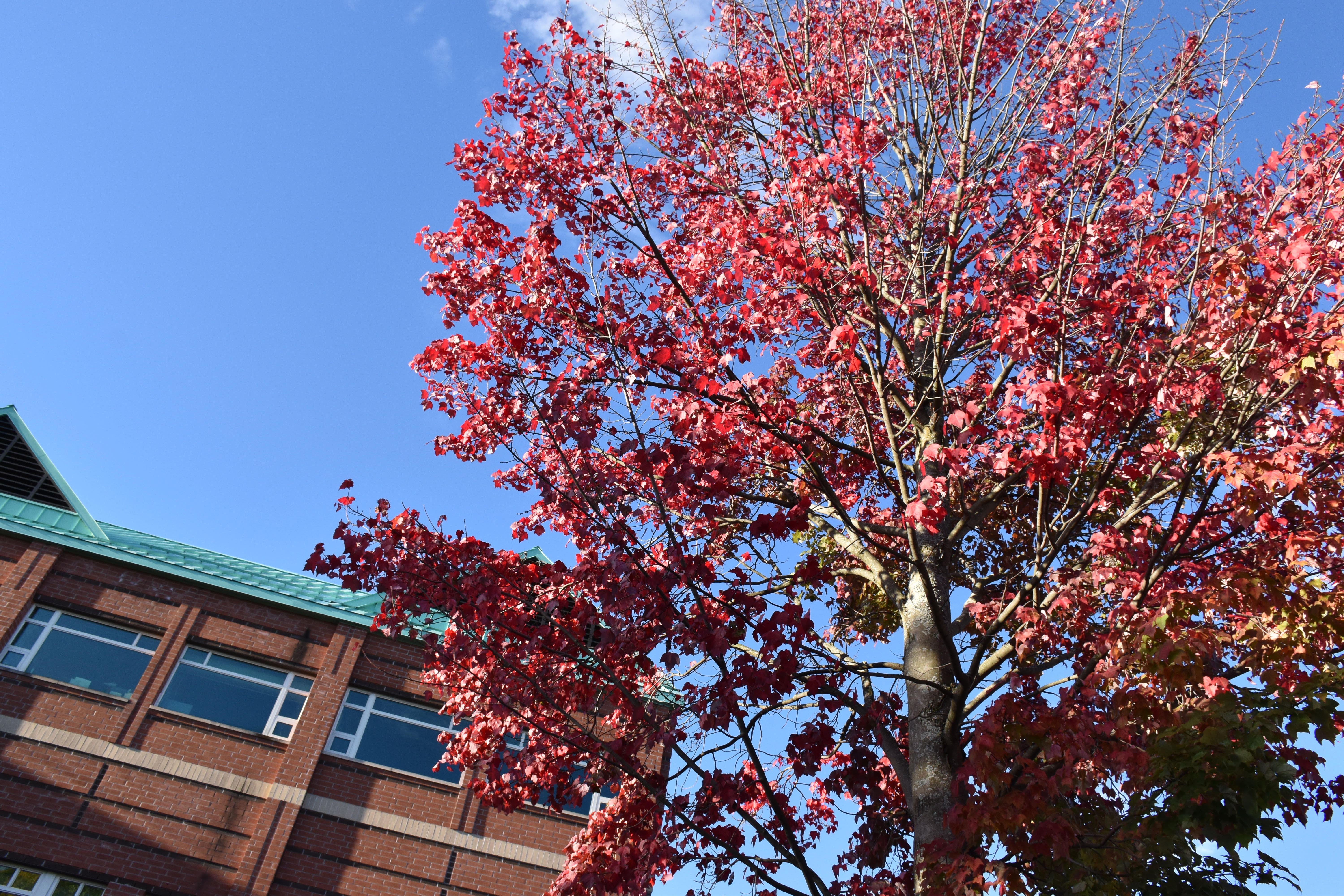 A tree with red leafs in front of a large brick building on a clear day.